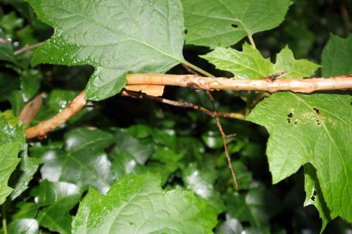 hydrangea quercifolia veneux 24 juin 2012 021.jpg