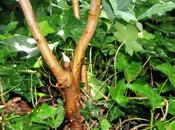 Hydrangea quercifolia, l'écorce