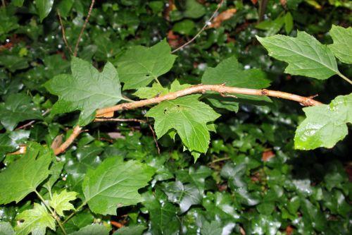 hydrangea quercifolia veneux 24 juin 2012 020.jpg
