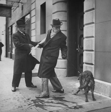 Les chiens de  New York City  par Nina Leen