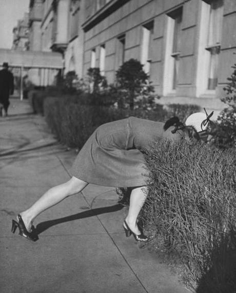 Les chiens de  New York City  par Nina Leen