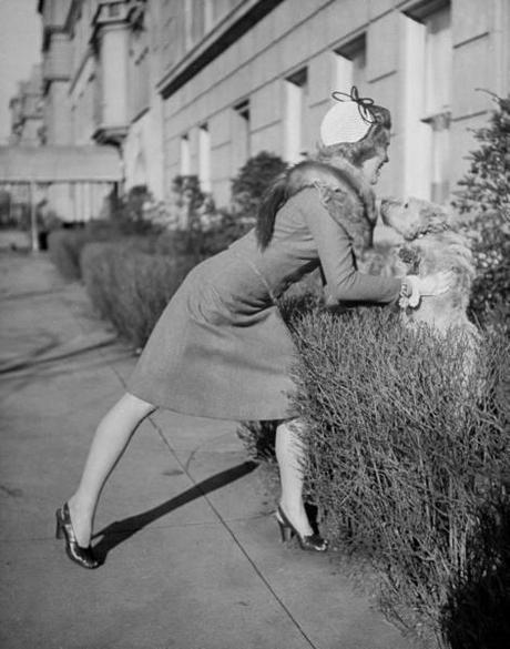 Les chiens de  New York City  par Nina Leen
