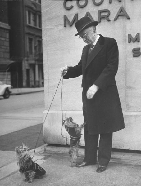Les chiens de  New York City  par Nina Leen
