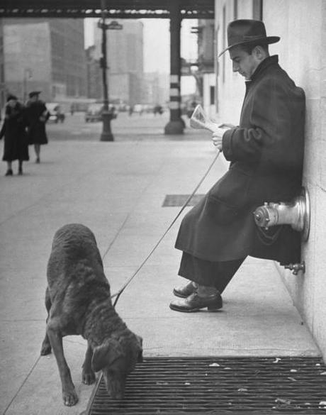 Les chiens de  New York City  par Nina Leen