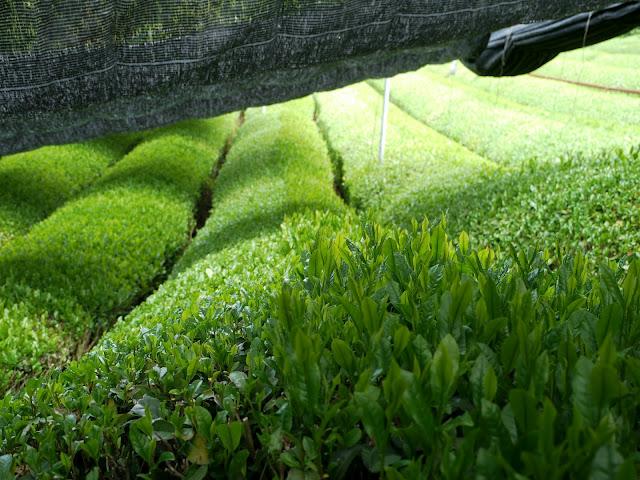 Galerie photos de Tamakawa (Shizuoka 