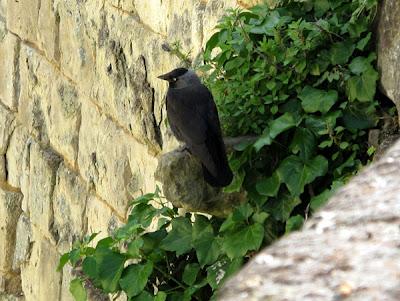 Choucas des tours (Coloeus monedula)