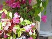 Bouturer Bougainvillier