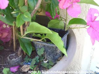 Bouturer le Bougainvillier