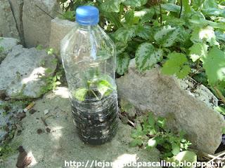 Bouturer le Bougainvillier