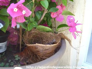 Bouturer le Bougainvillier