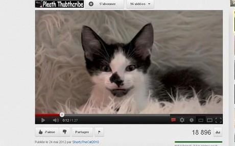 Kodi The Kitten, le chat qui promène son maître (Vidéo)