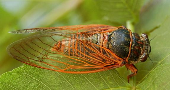 cigale rouge (Tibicina Haematodes)