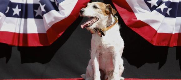 Uggie laisse trainer ses pattes sur le Walk of Fame