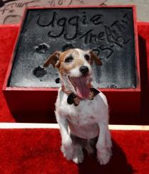 Uggie laisse trainer ses pattes sur le Walk of Fame