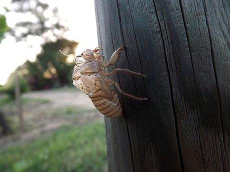 MUES DE CIGALES PROVENCE (4)