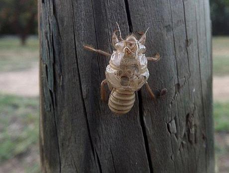 MUES DE CIGALES PROVENCE (3)