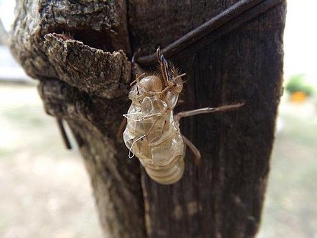 MUES DE CIGALES PROVENCE