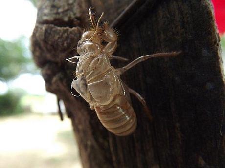 MUES DE CIGALES PROVENCE (2)