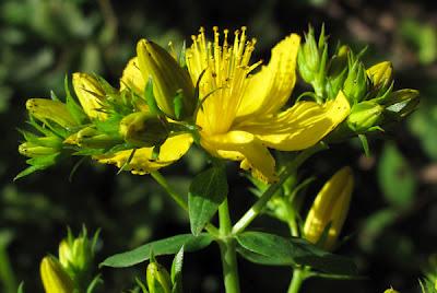 Millepertuis perforé et Millepertuis élégant