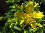 Millepertuis perforé élégant