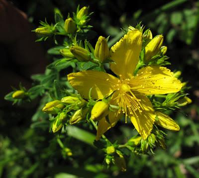 Millepertuis perforé et Millepertuis élégant