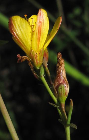 Millepertuis perforé et Millepertuis élégant