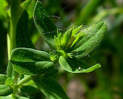 Millepertuis perforé et Millepertuis élégant