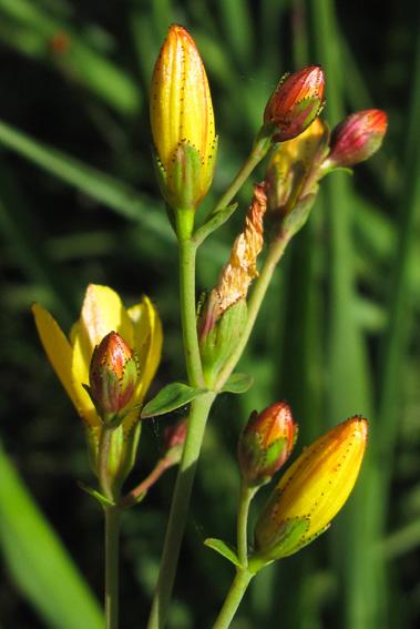 Millepertuis perforé et Millepertuis élégant