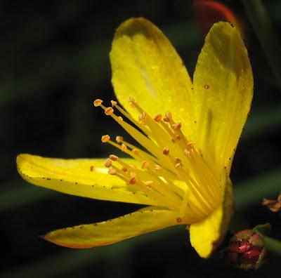 Millepertuis perforé et Millepertuis élégant