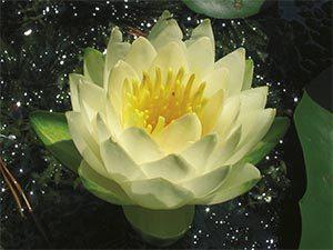 lotus jpg