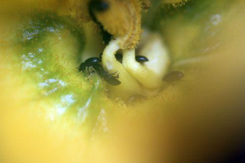 8 courge spag veneux 24 juin 2012 021.jpg