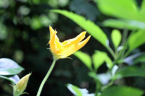 4 courge spag veneux 24 juin 2012 030.jpg