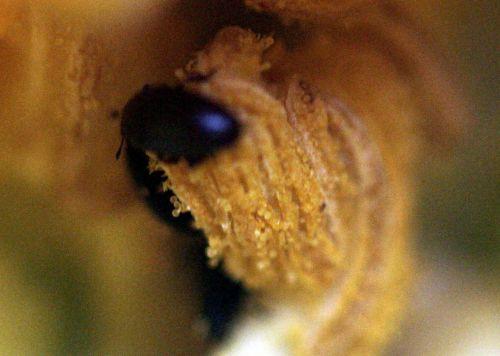 7 courge spag pollen veneux 24 juin 2012 p 022.jpg