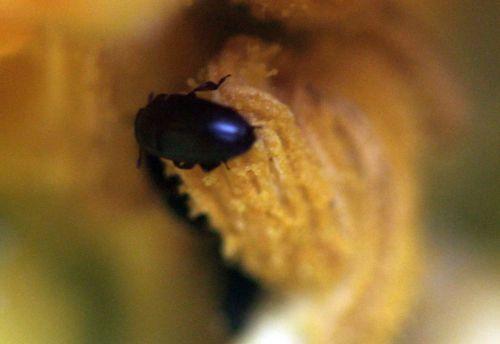 11 courge spag veneux 24 juin 2012 019.jpg