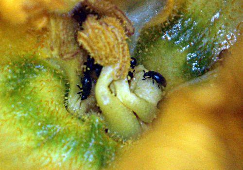 6 courge spag étam veneux 24 juin 2012 p 005.jpg