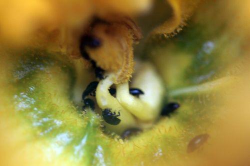 9 courge spag veneux 24 juin 2012 018.jpg