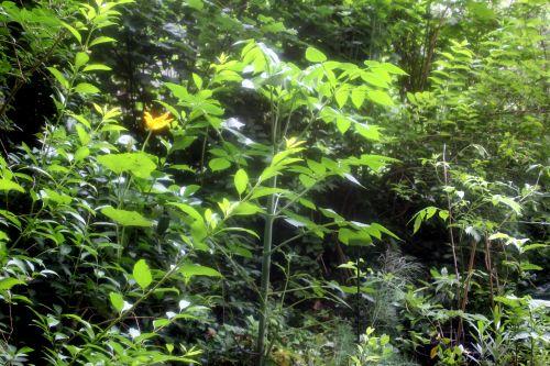 1 dahlia veneux 24 juin 2012 014.jpg