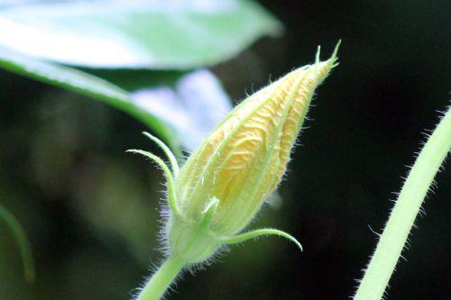 courge spag bouton veneux 24 juin 2012 032.jpg
