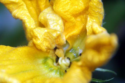 5 courge spag veneux 24 juin 2012 006.jpg