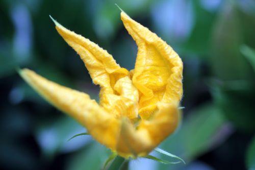 3 courge spag veneux 24 juin 2012 028.jpg