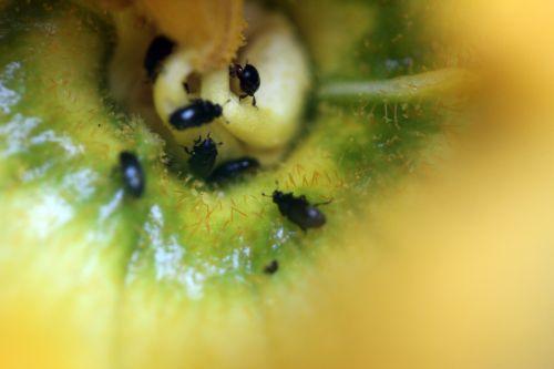10 courge spag veneux 24 juin 2012 023.jpg