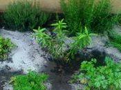 jour, j’ai voulu passer