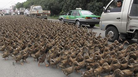 canards-route-chine