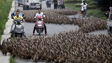 Embouteillage de canards