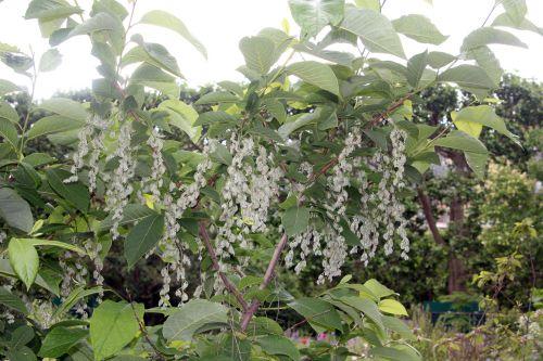 2 pterostyrax paris 23 juin 2012 323.jpg
