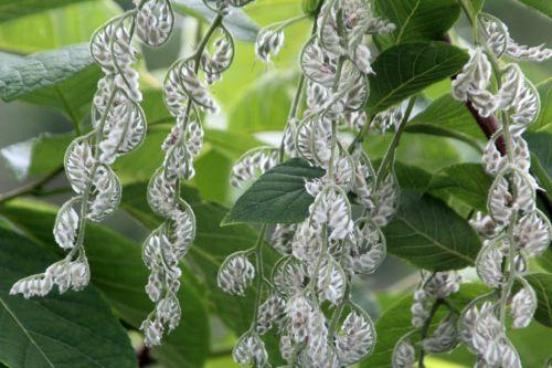 3 pterostyrax paris 23 juin 2012 324.jpg
