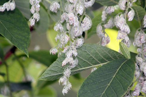 4 pterostyrax paris 23 juin 2012 325.jpg