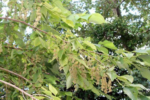 marnay 2 pterostyrax hisp 18 sept 2010 165.jpg