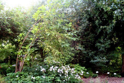 marnay 1 pterostyrax hisp 18 sept 2010 172.jpg