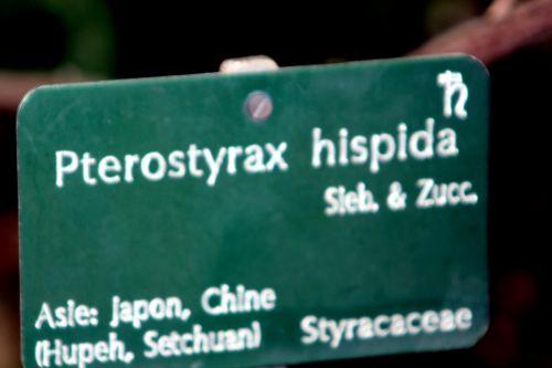 7 pterostyrax paris 23 juin 2012 328.jpg